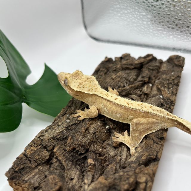 100%헷아잔틱 드리피 풀핀