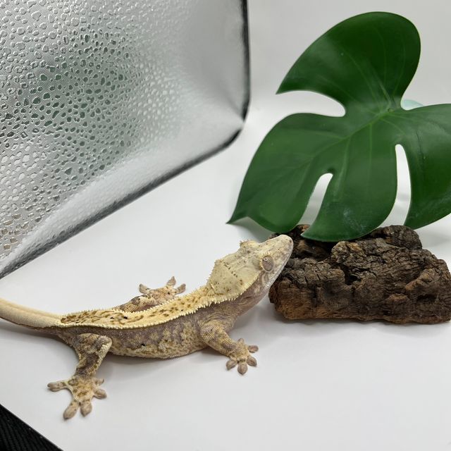 100%헷아잔틱 풀핀