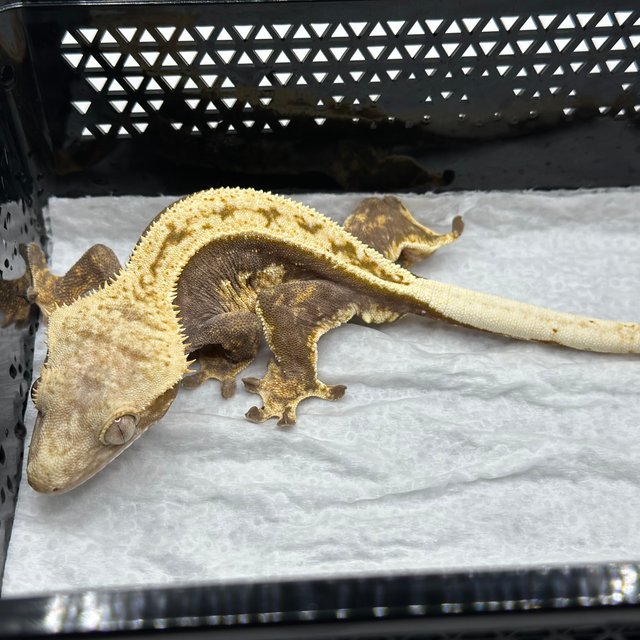 100%헷아잔틱 풀핀 쿼드