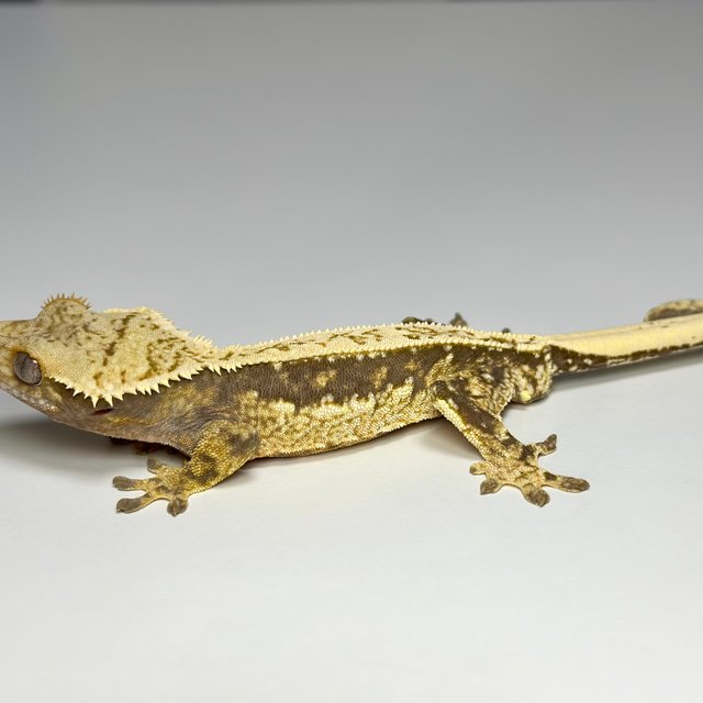 100%헷아잔틱 풀핀 드리피