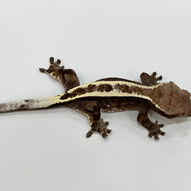 100%헷아잔틱 카푸치노