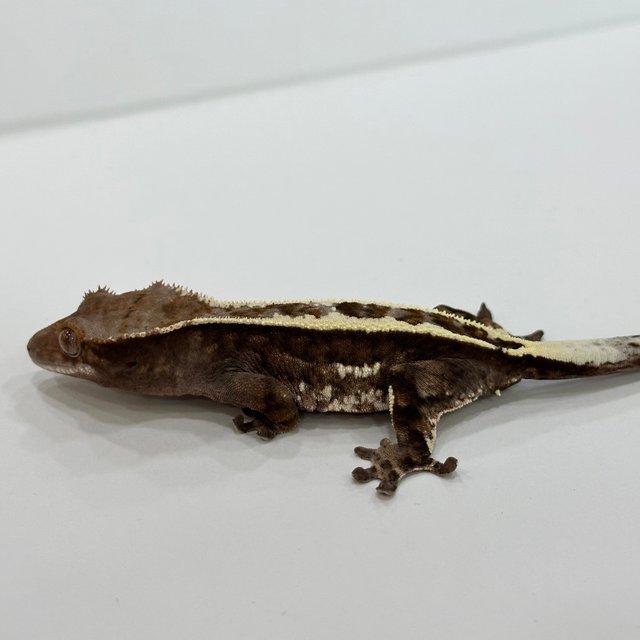 100%헷아잔틱 카푸치노