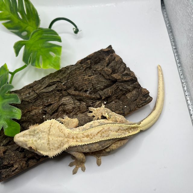 노멀 트라이 풀핀