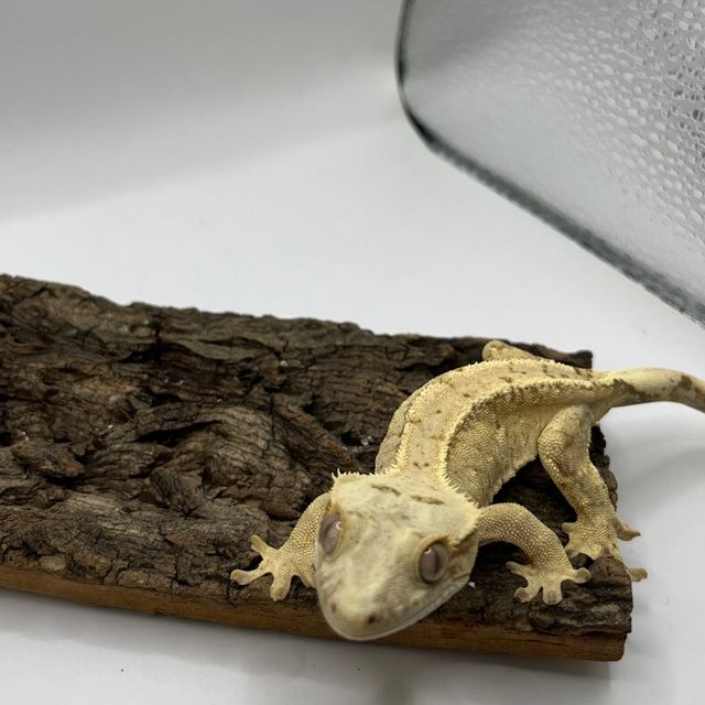 100%헷아잔틱 크림시클