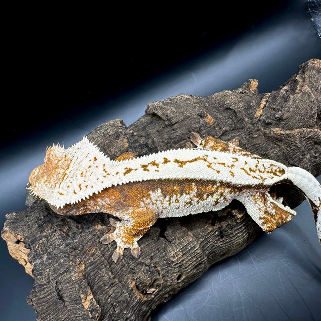 트라이 텐저린 화이트