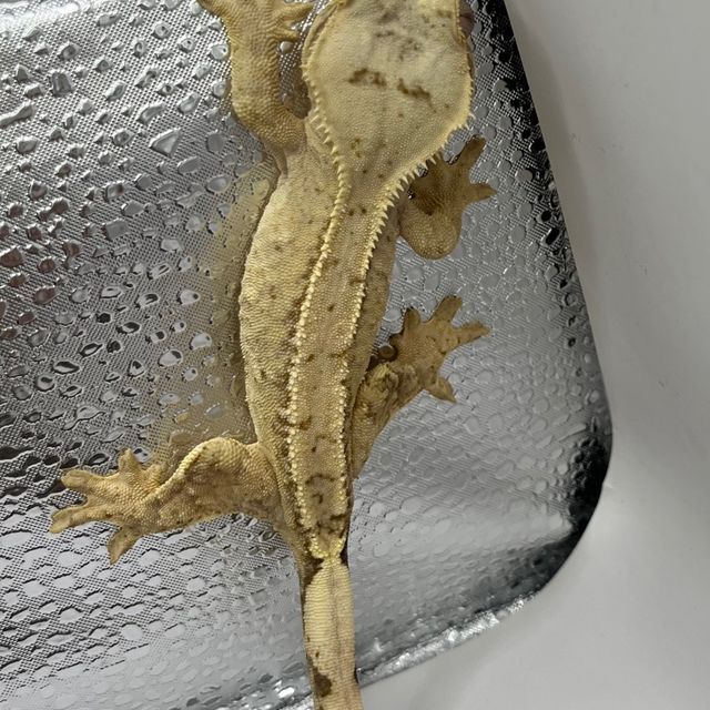 100%헷아잔틱 크림시클