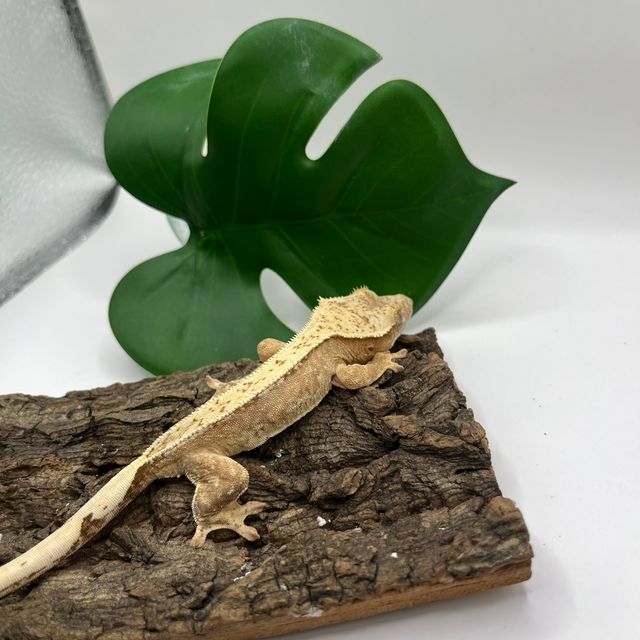 100%헷아잔틱 드리피 풀핀