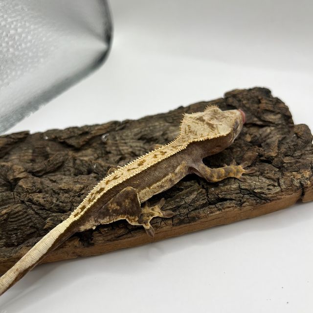 100%헷아잔틱 풀핀 쿼드