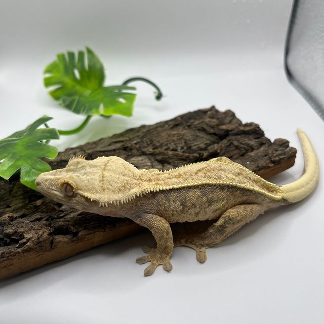 노멀 트라이 풀핀