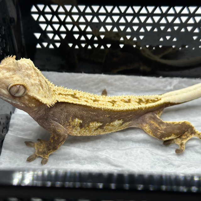 100%헷아잔틱 풀핀 쿼드