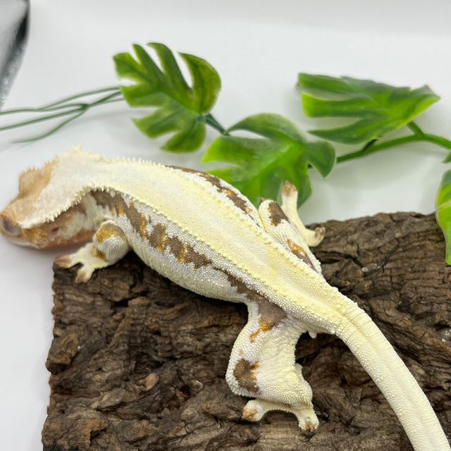 레드 릴리화이트