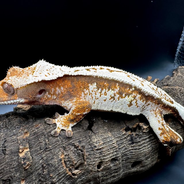 트라이 텐저린 화이트