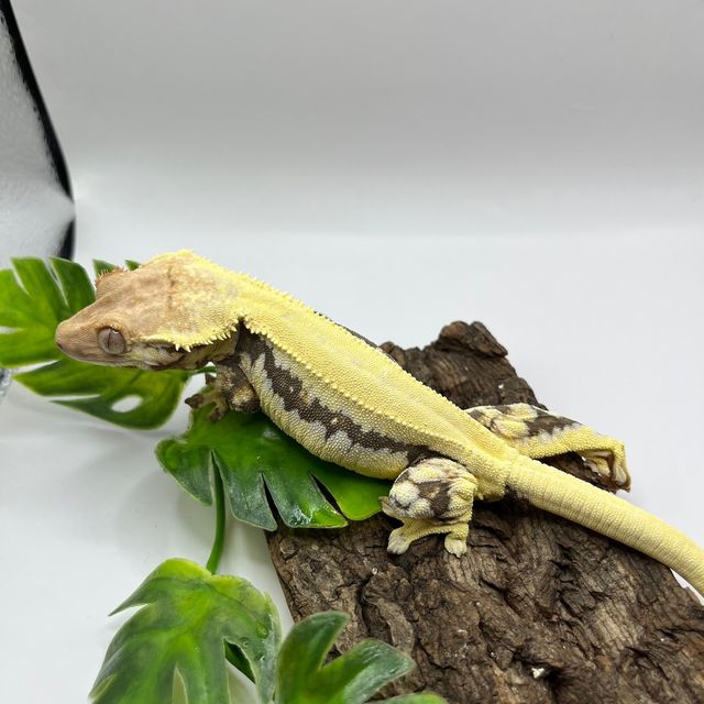 릴리화이트 트라이