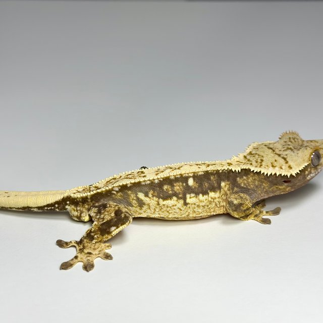 100%헷아잔틱 풀핀 드리피