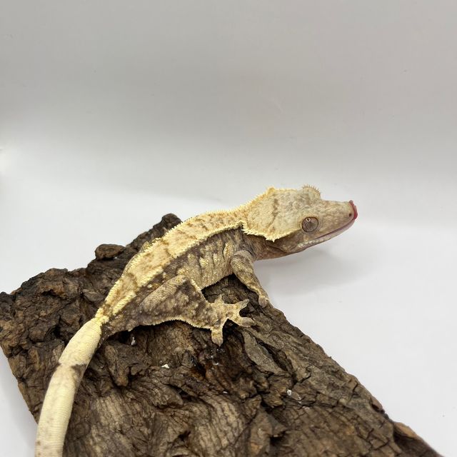 100%헷아잔틱 트라이