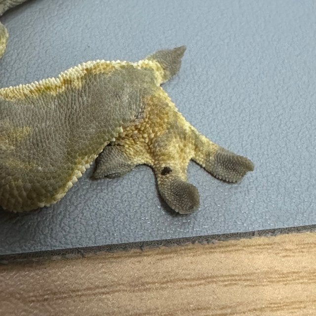 100%헷아잔틱 풀핀 쿼드