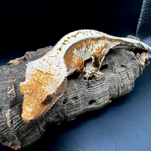 트라이 텐저린 화이트