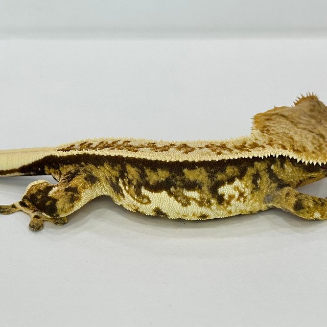 텐저린 쿼드 트라이