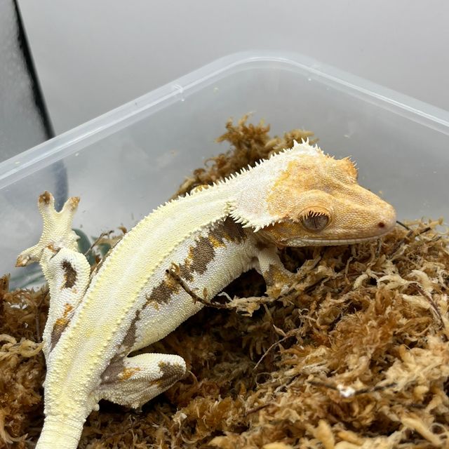 레드 릴리화이트