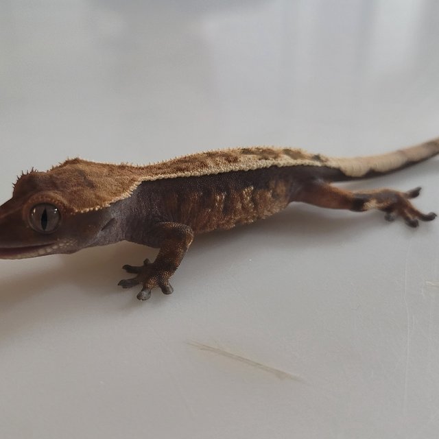 세이블 100%헷아잔틱