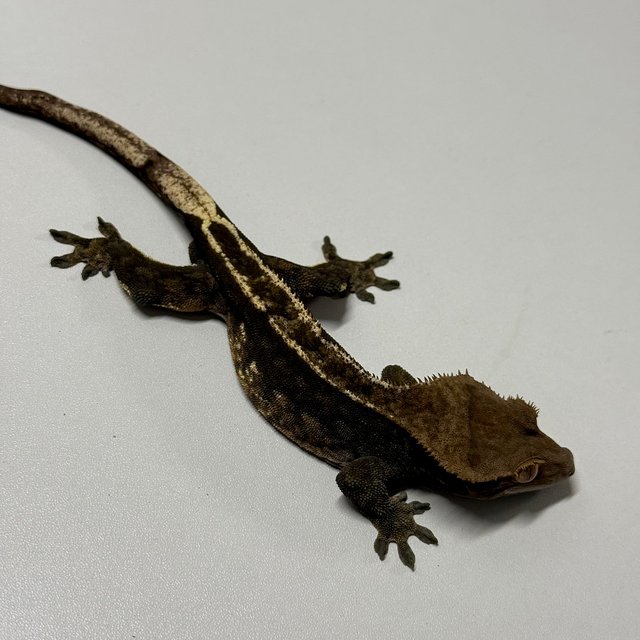 카푸치노 100%헷아잔틱