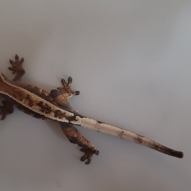 세이블 100%헷아잔틱