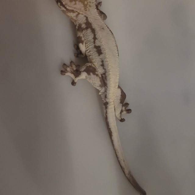 100%헷아잔틱 릴리 세이블