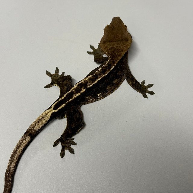 카푸치노 100%헷아잔틱