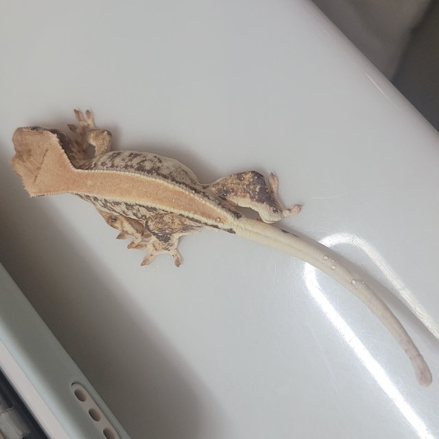 릴리화이트 트라이