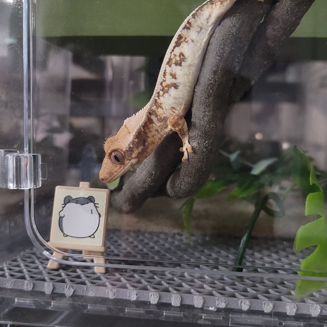 릴리화이트 트라이