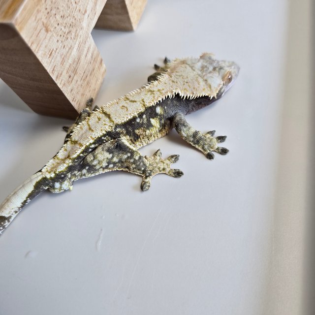 노멀 트라이 할리퀸