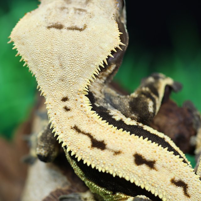 풀핀 다크 노멀 쿼드