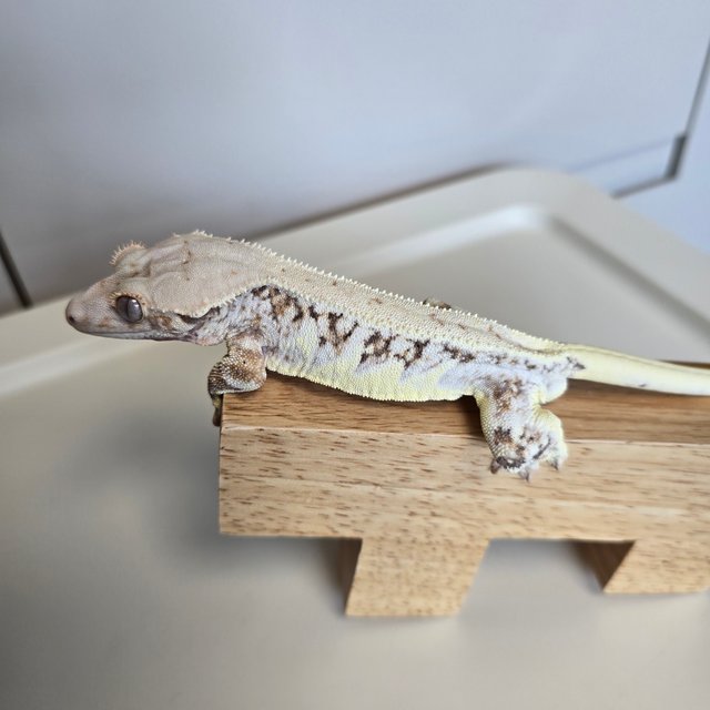 릴리화이트 풀핀 트라이