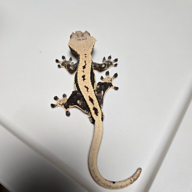 풀핀 다크 노멀 쿼드