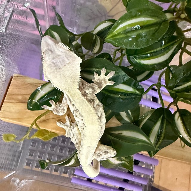 릴리화이트 솔리드백