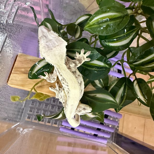 릴리화이트 솔리드백