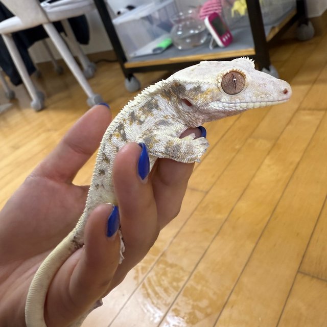 릴리화이트 솔리드백