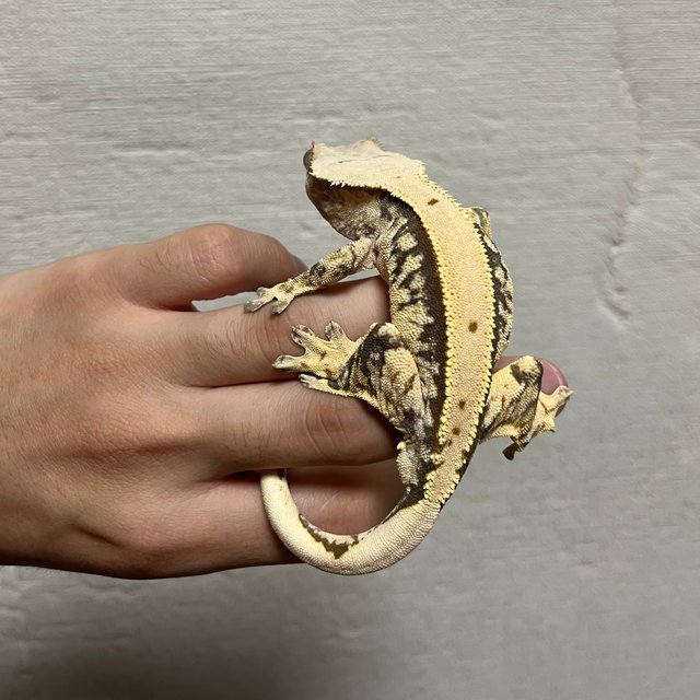 노멀 솔리드백 트라이