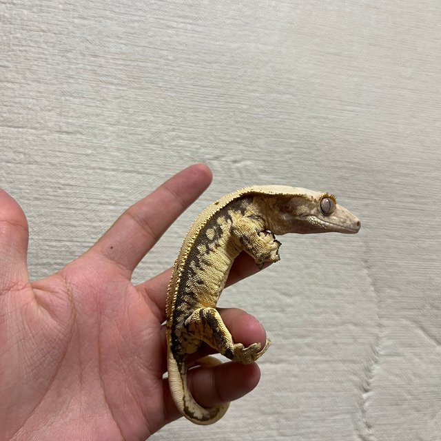 노멀 솔리드백 트라이