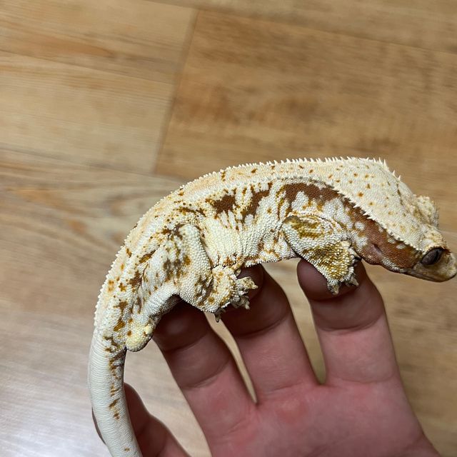 레드 트라이 릴리화이트