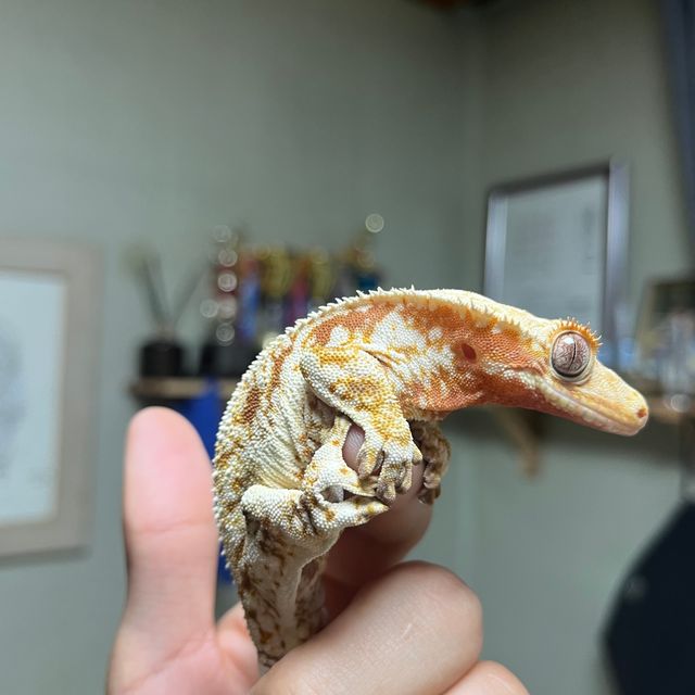 레드 트라이 릴리화이트