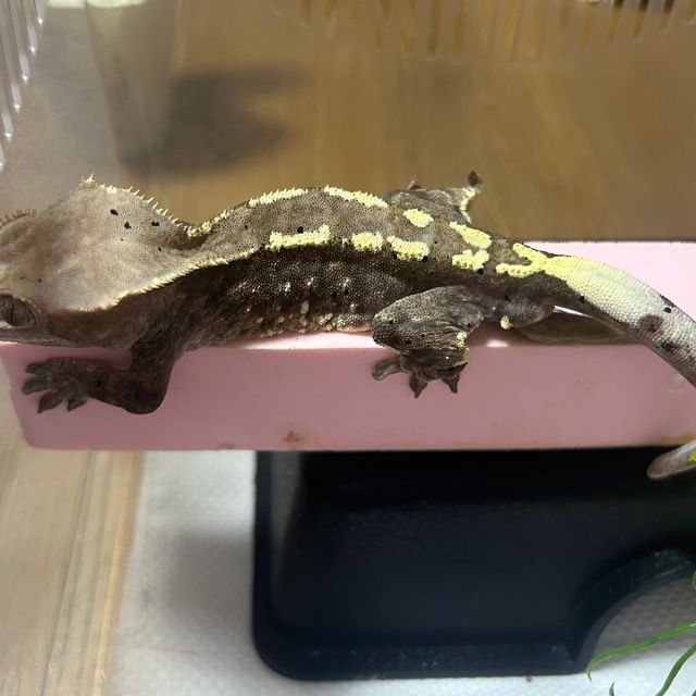 카푸치노