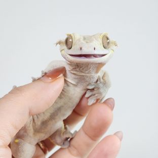 미덕이