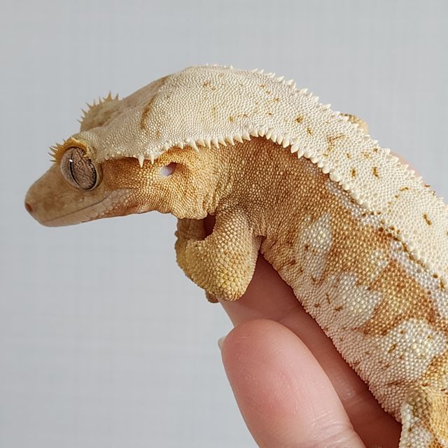크림시클