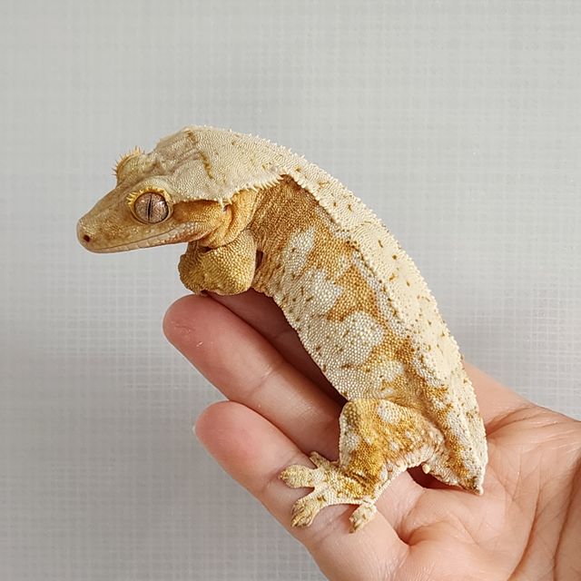 크림시클