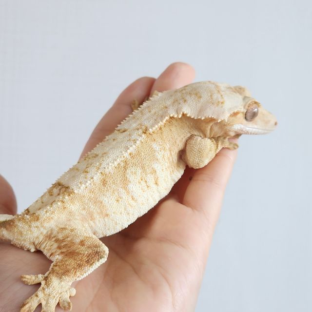 크림시클