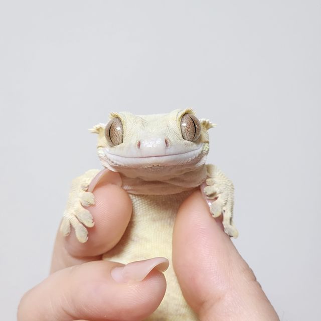 크림시클 옐로우
