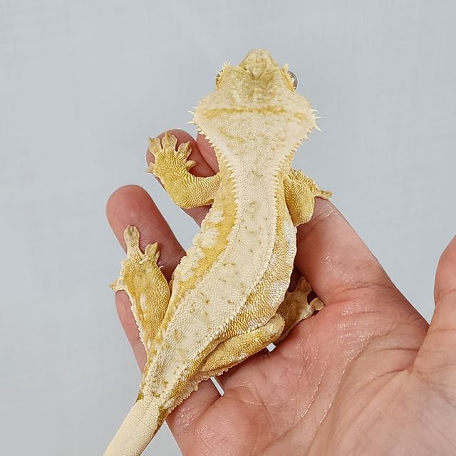 크림시클 옐로우