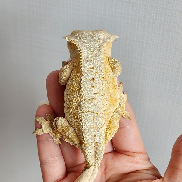 크림시클 옐로우