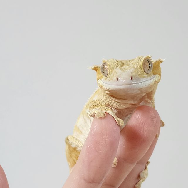 크림시클 옐로우